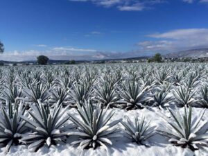 Frozen Blue Agave at La Altena in Arandas Jalisco