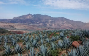 Agave Landscape