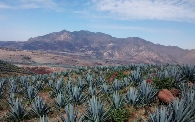 Agave Landscape